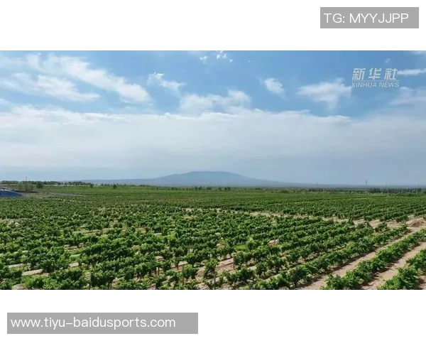 每体：桑切斯投资购买多块土地，在多个国家种植葡萄园并酿酒